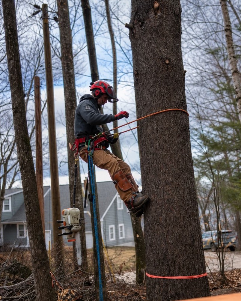 Jeff climbing a marked tree in full climbing gear with chainsaw — site work in New Hampshire